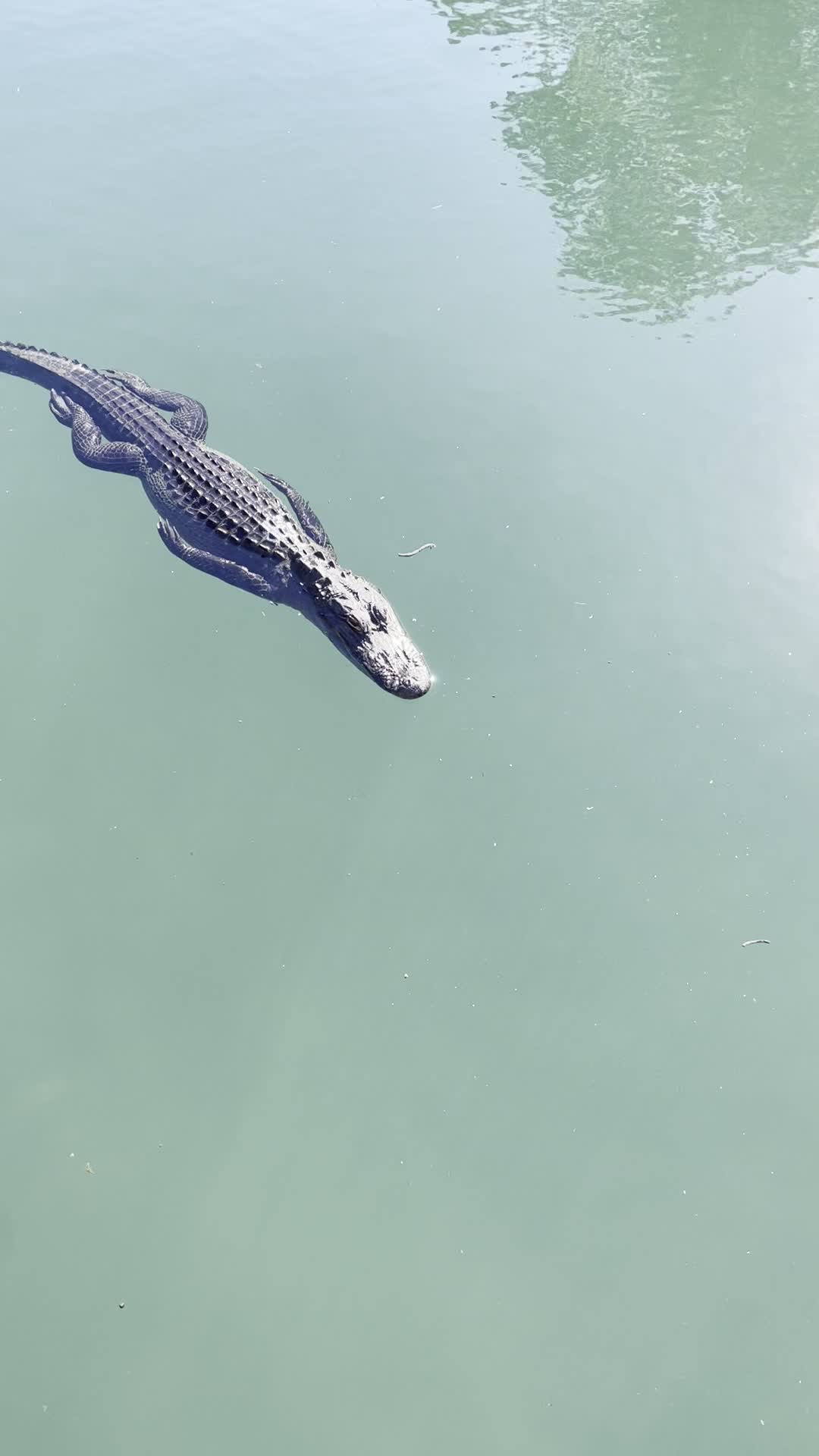 Video review of Gemini Springs Park