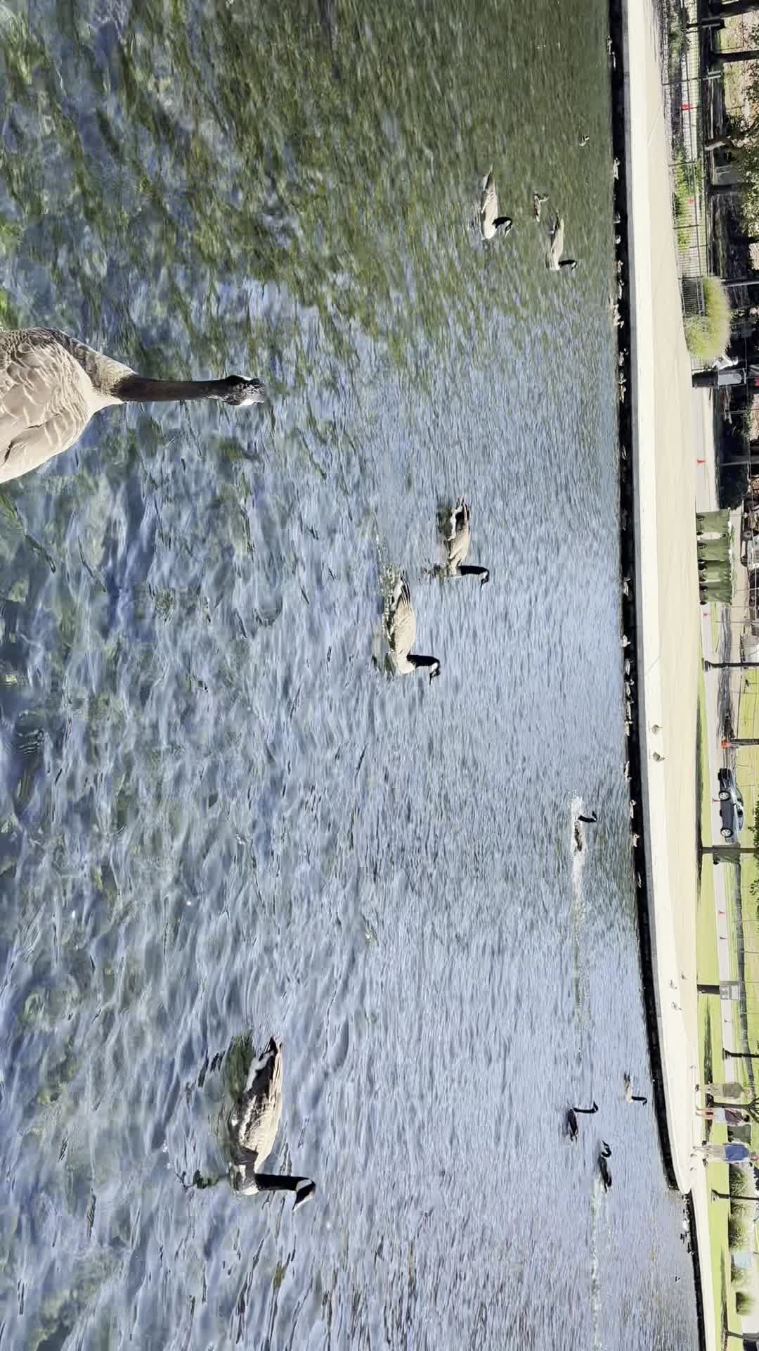 Video review of Big Spring Park