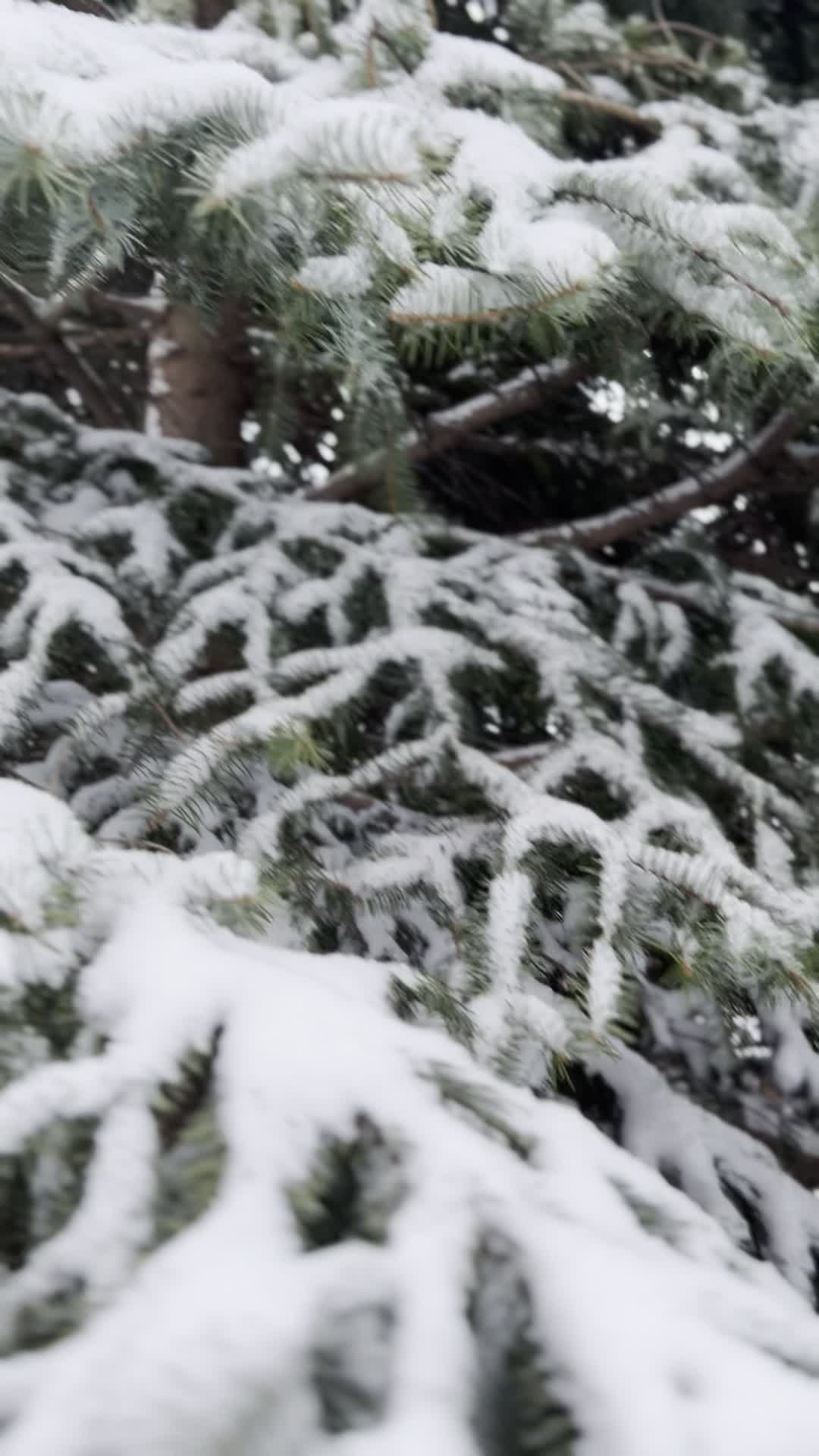 Canlawn Landscape Maintenance & Snow Removal