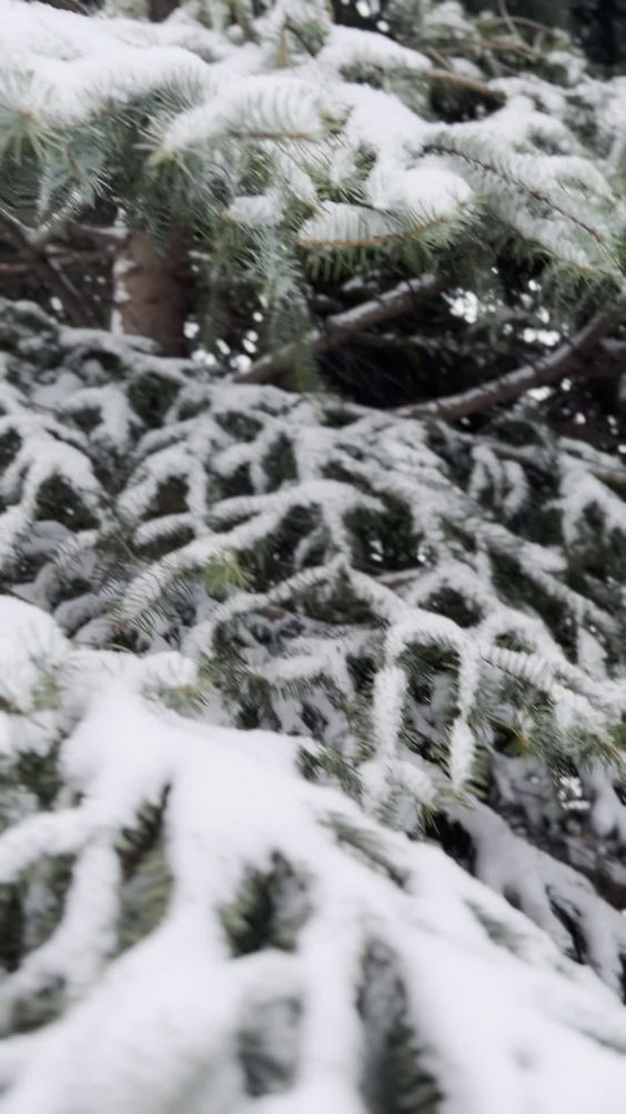 Canlawn Landscape Maintenance & Snow Removal