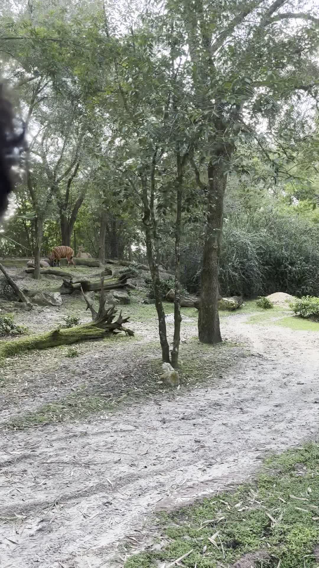 Video review of Kilimanjaro Safaris
