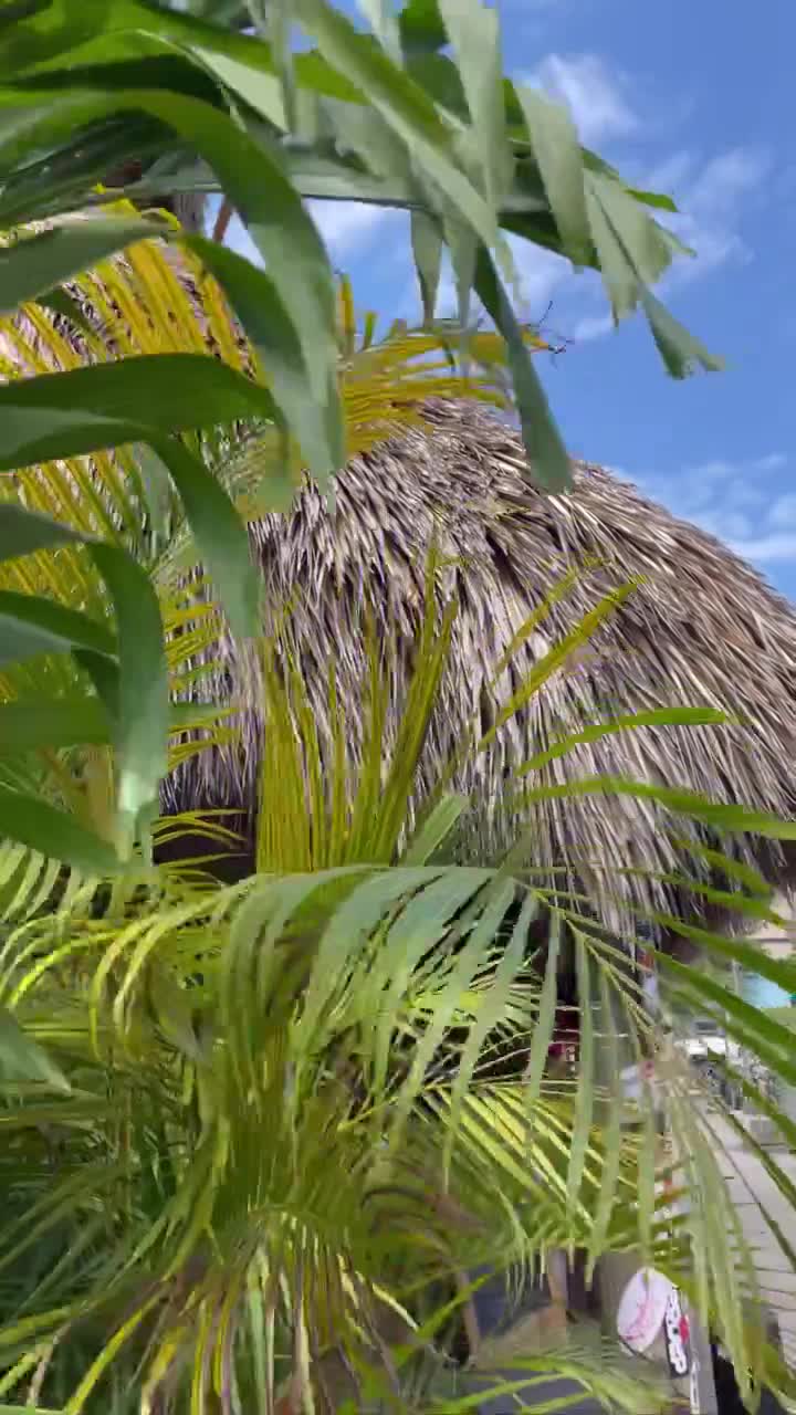 Video review of Hogfish Bar & Grill