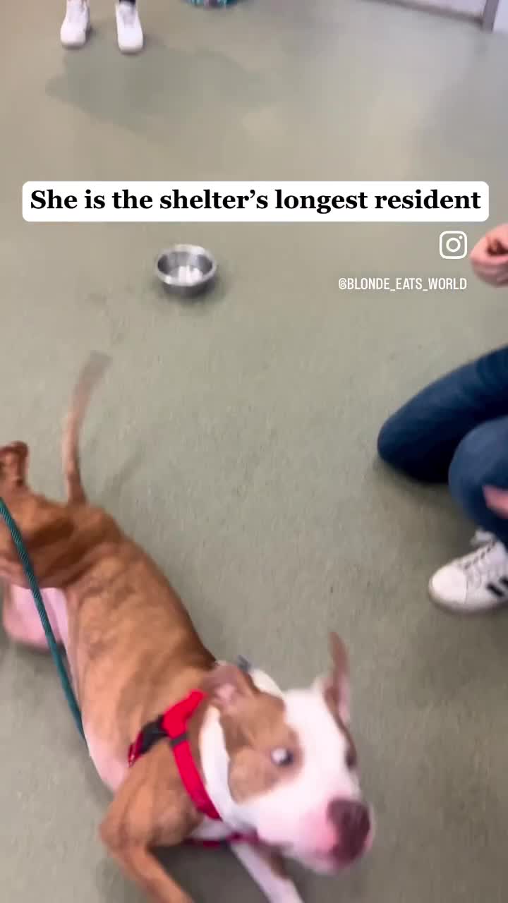 Video review of The Anti-Cruelty Society