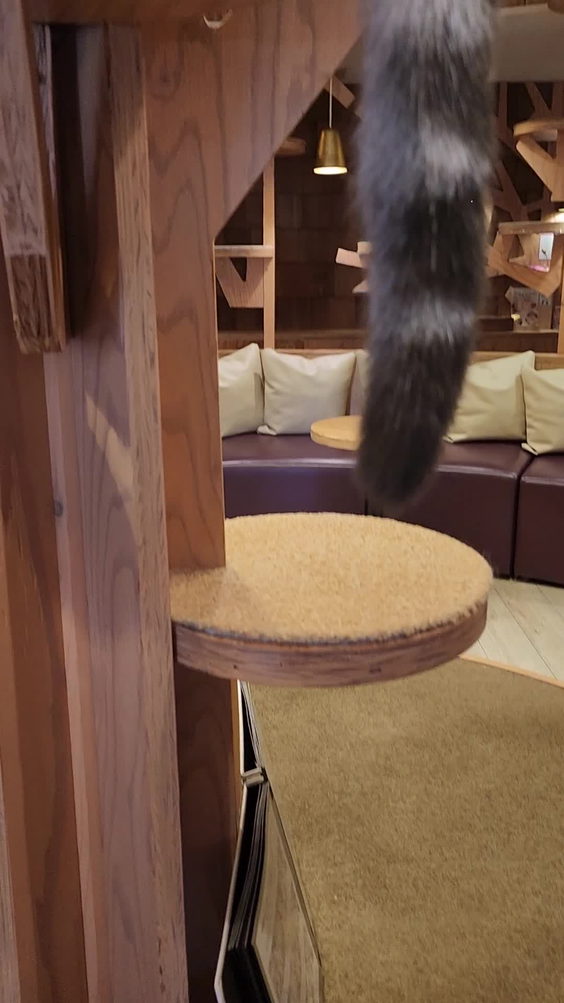 猫カフェ MOCHA