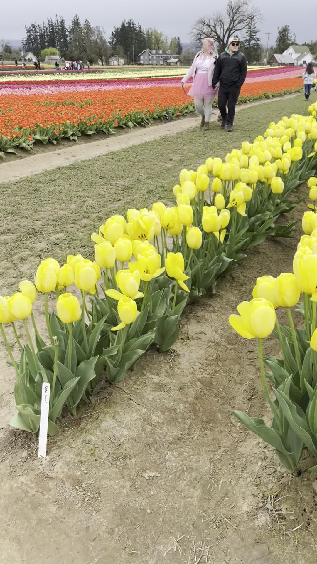 Wooden Shoe Tulip Farm