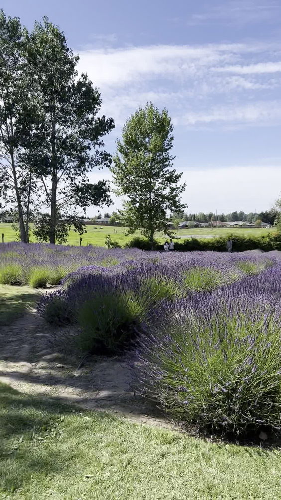 Purple Haze Lavender Gift Shop