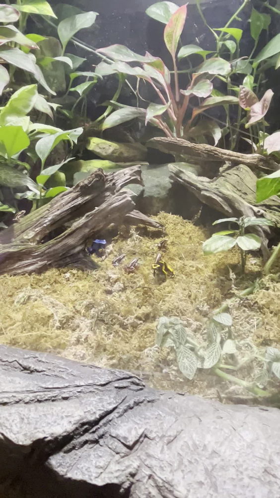 Downtown Aquarium
