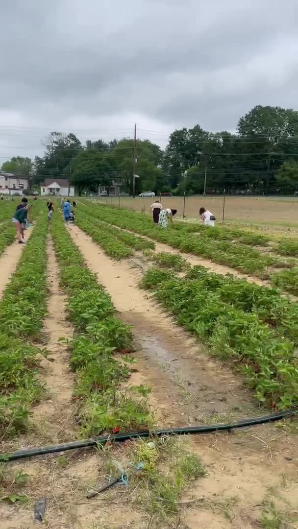 Video review of Von Thun's Country Farm Market