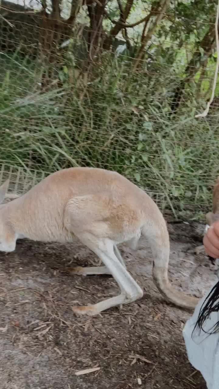Caversham Wildlife Park