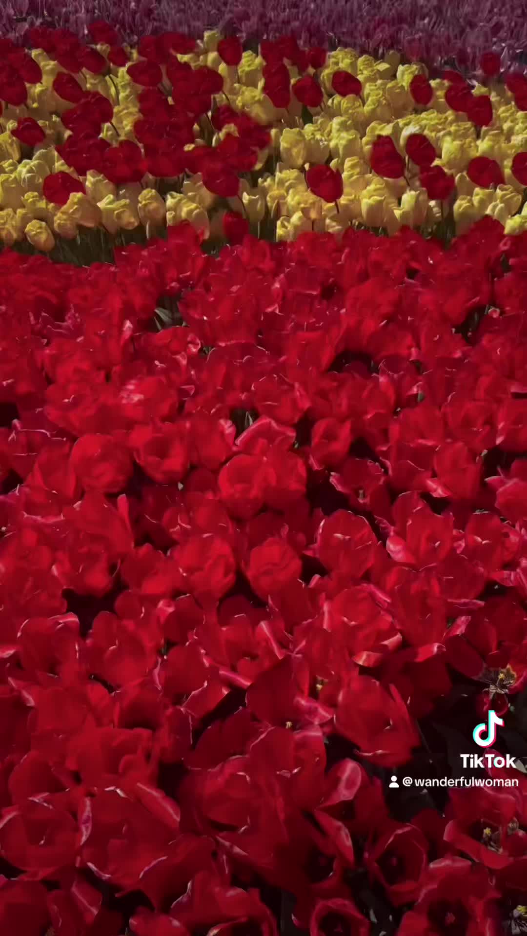 Video review of Tulip Town