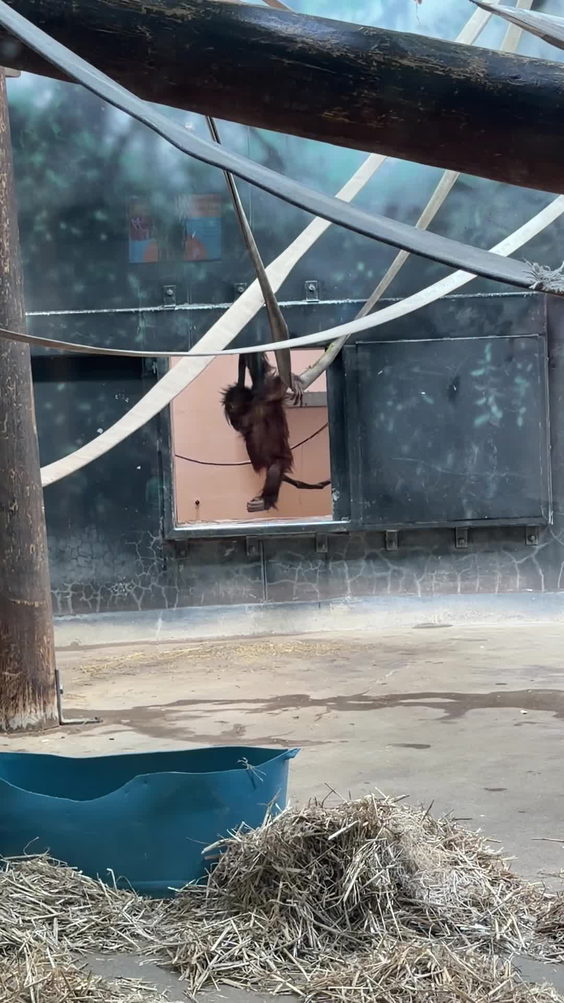 Henry Vilas Zoo