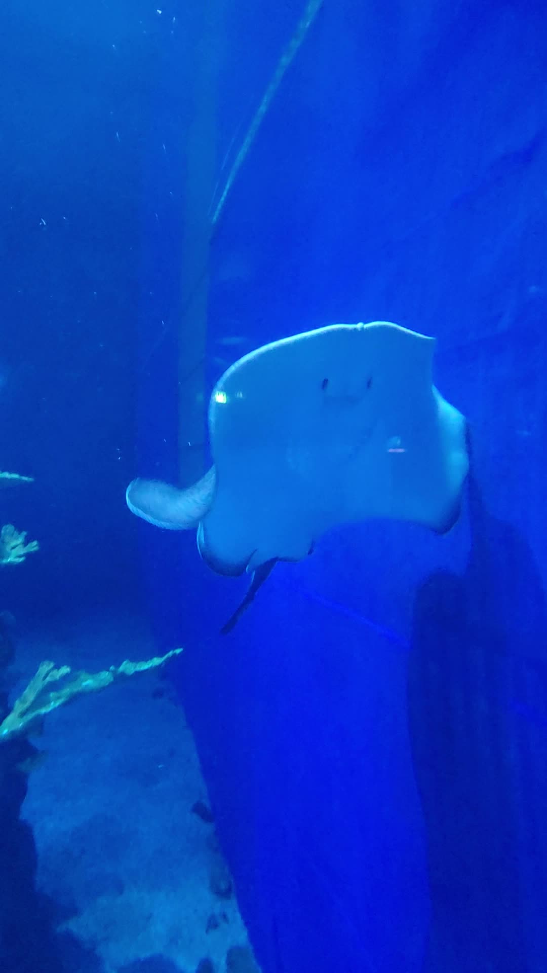 The Seas with Nemo & Friends