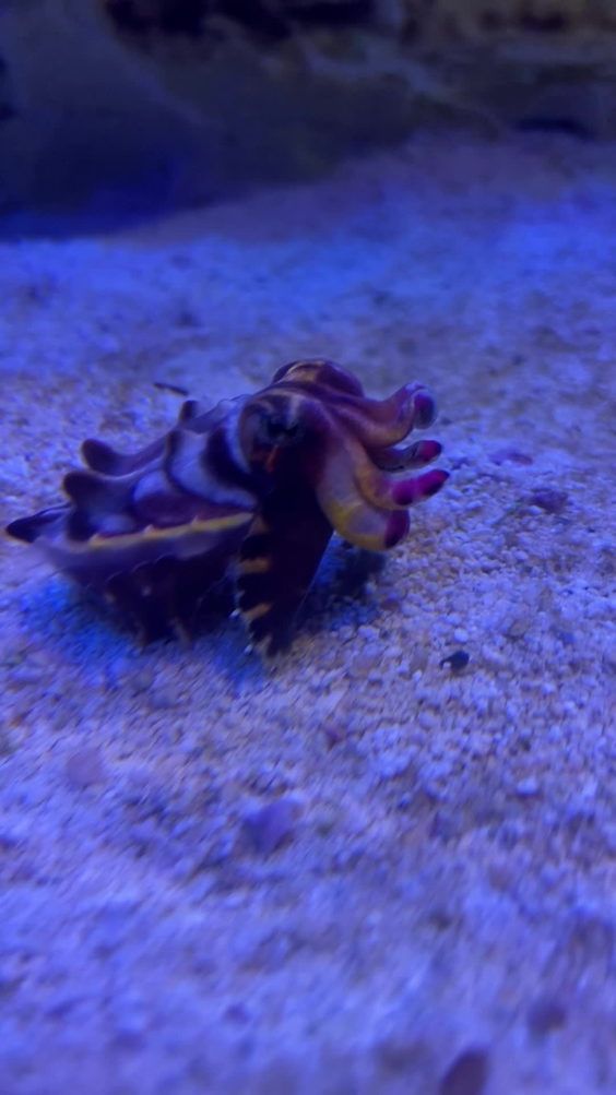 The Seas with Nemo & Friends