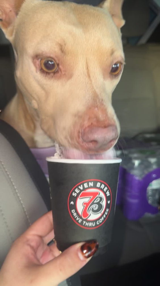 7 Brew Coffee