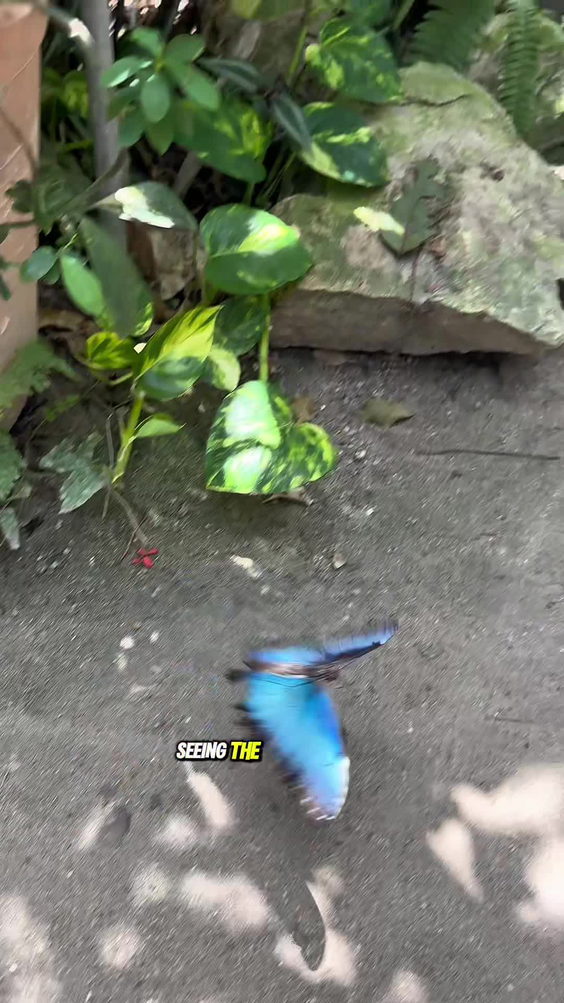 The Butterfly Farm