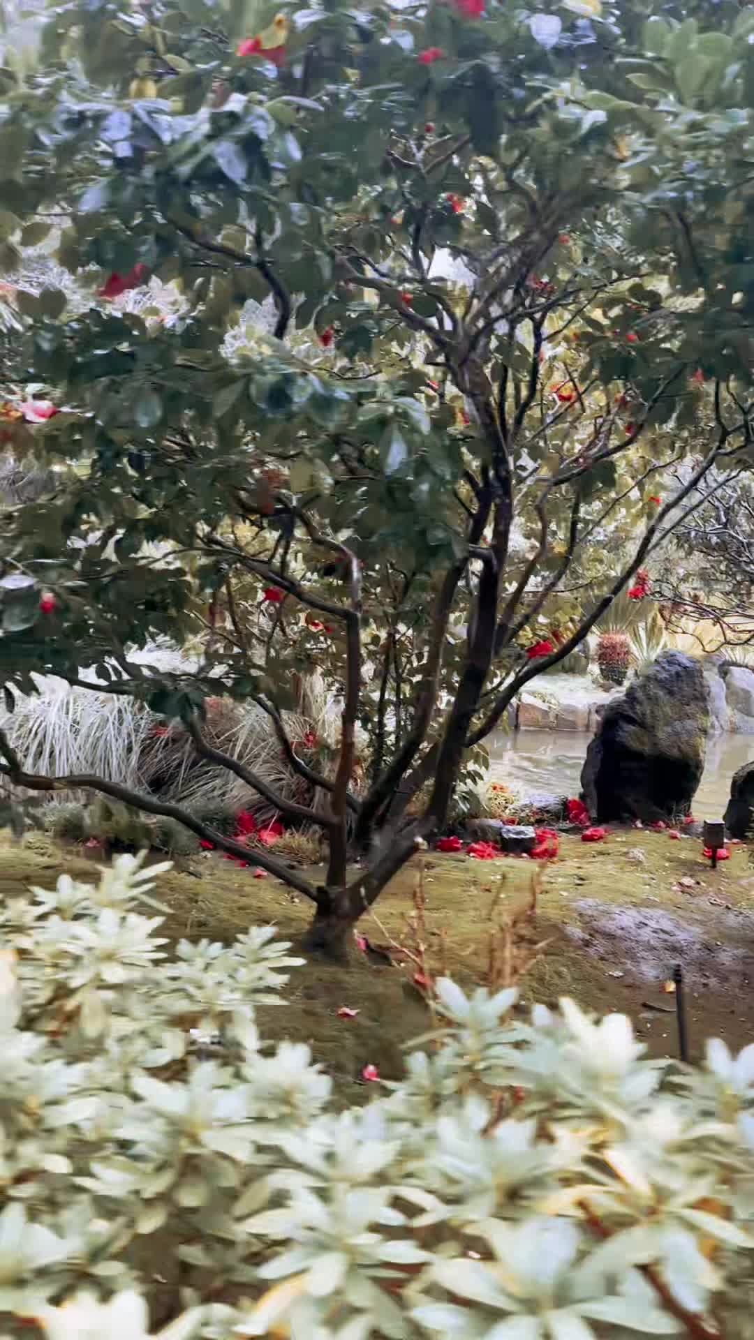 Video review of San Mateo Japanese Garden