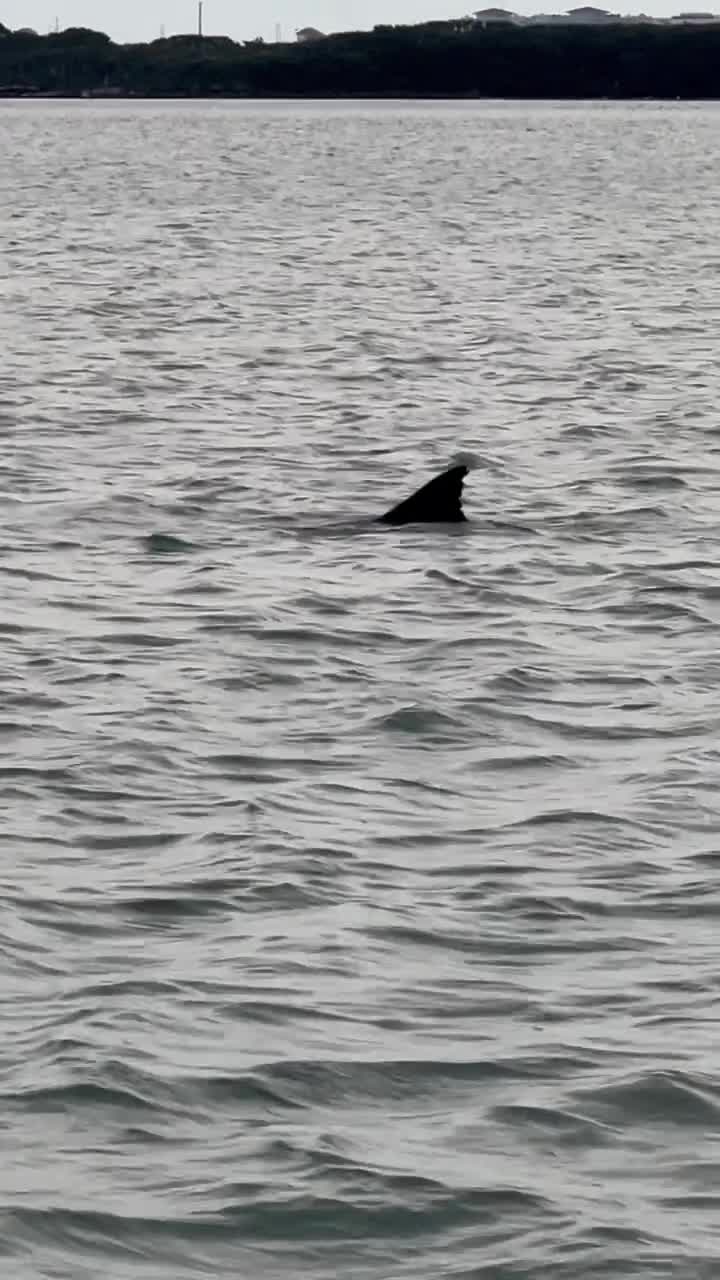 Flippers Fun Boat