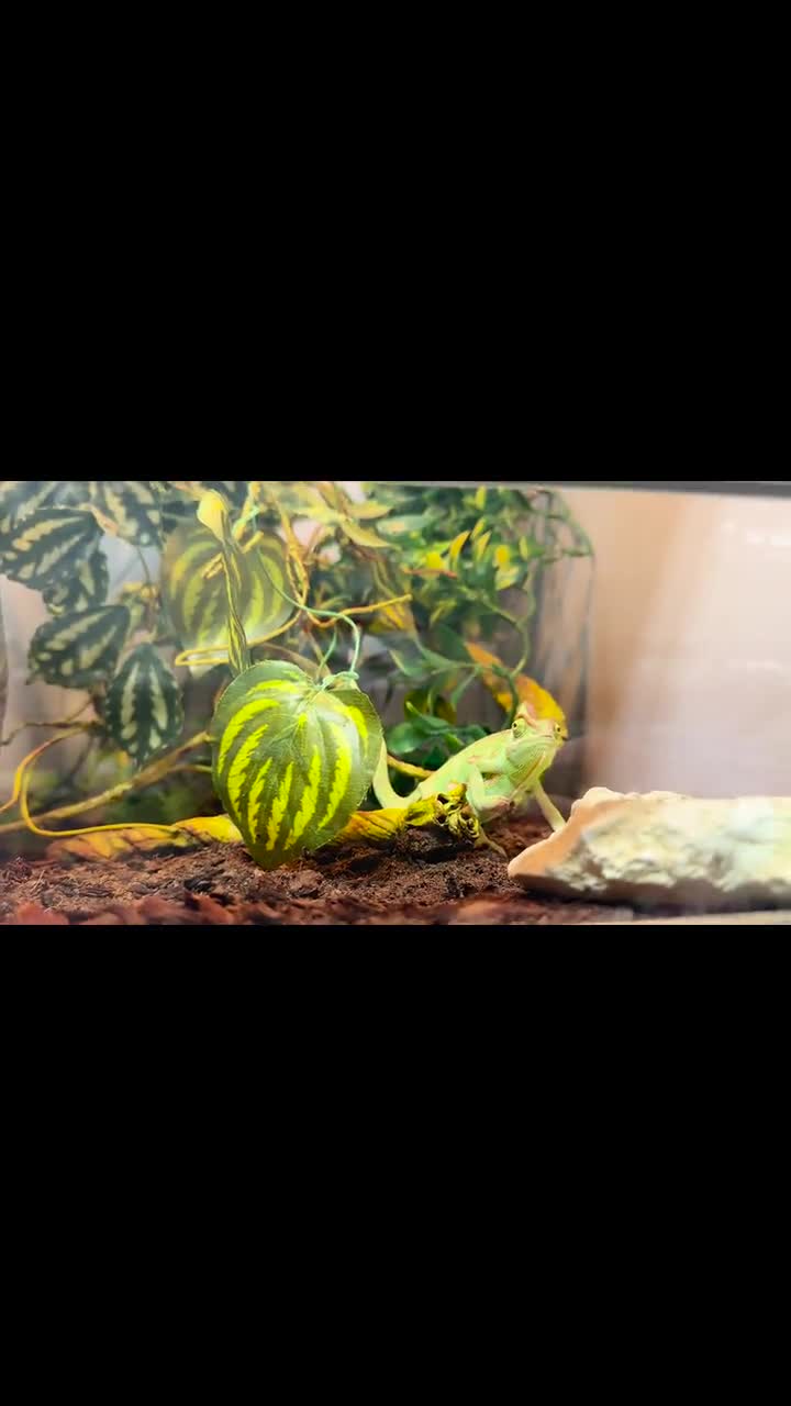 Moe's Southwest Grill