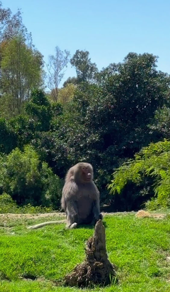 San Diego Zoo