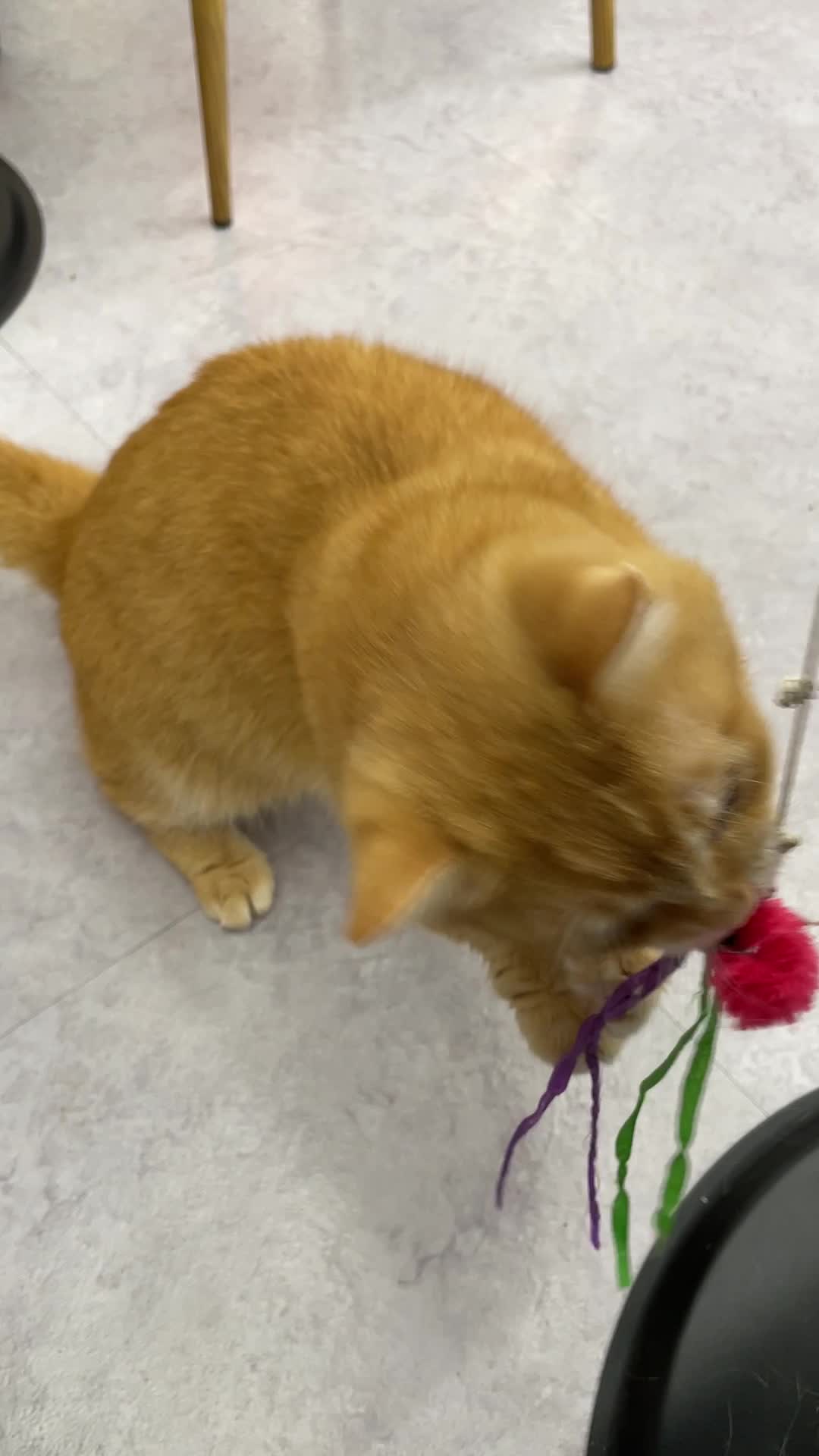 Video review of Cat Cafe Myeonggdong