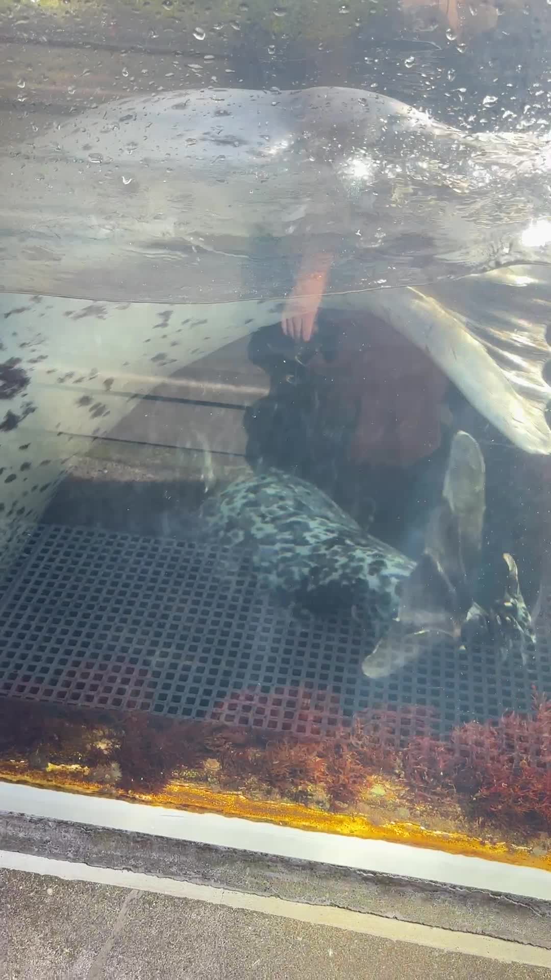 Video review of Seattle Aquarium