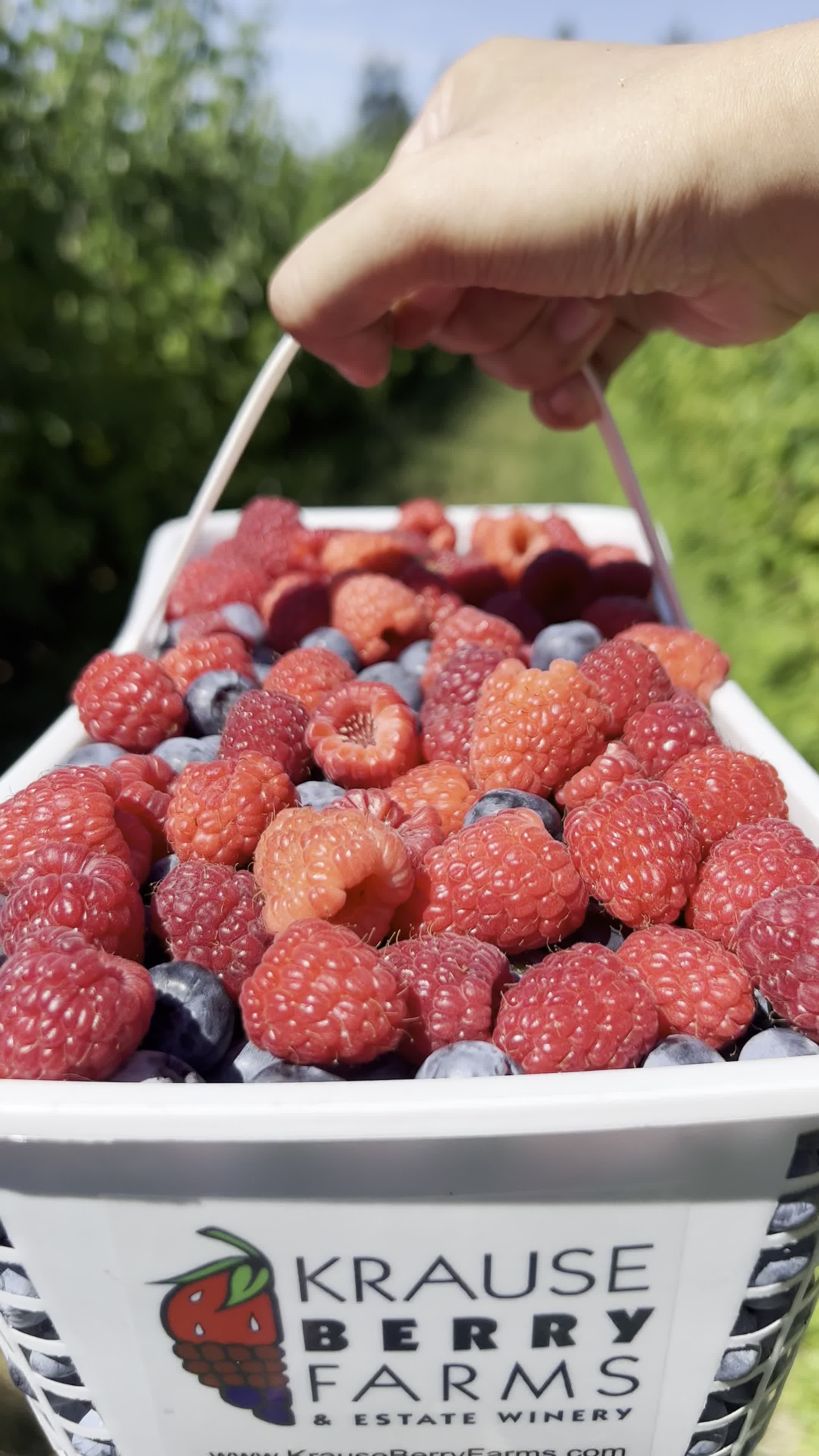 Krause Berry Farms & Estate Winery