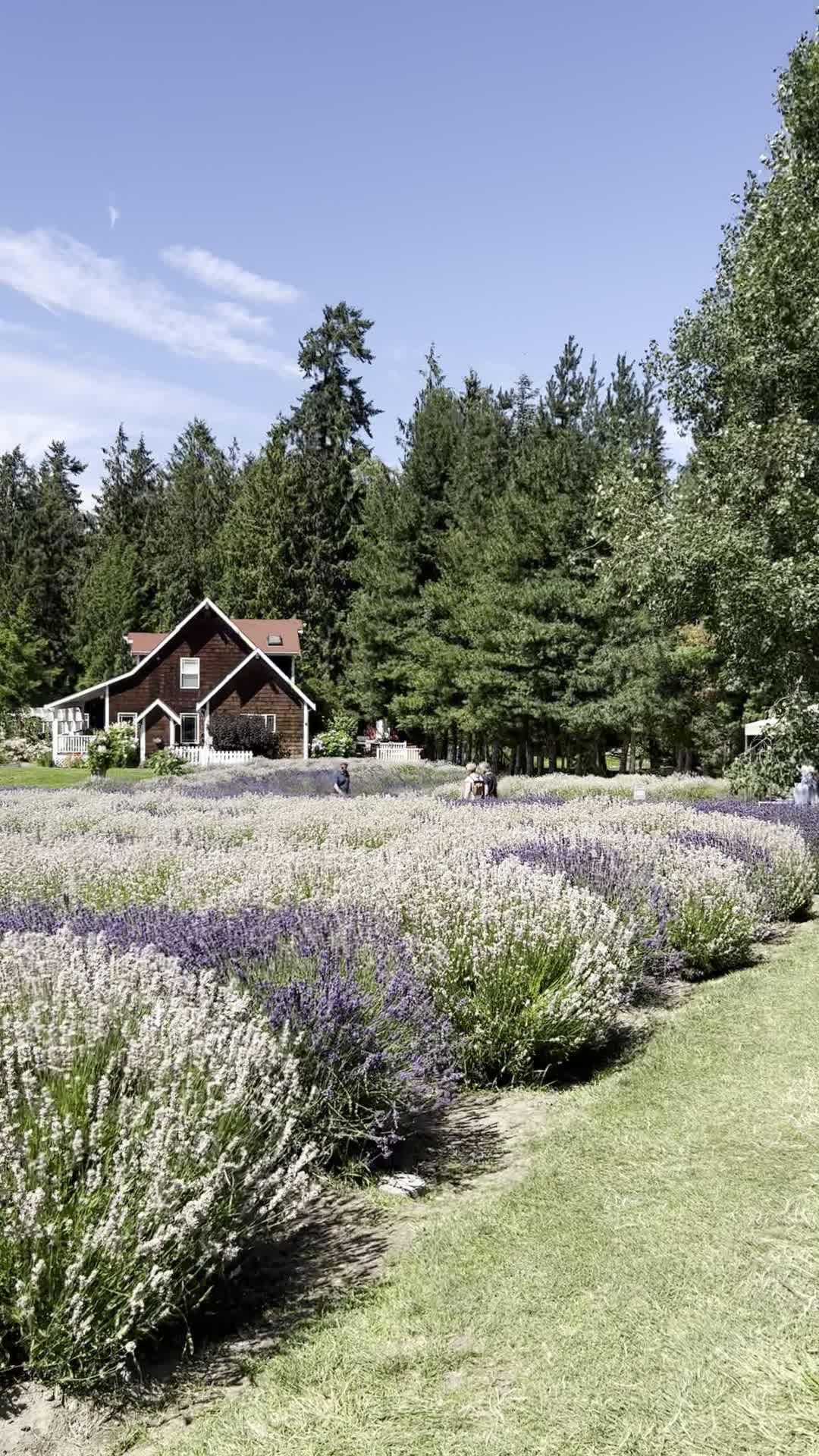 Purple Haze Lavender Gift Shop