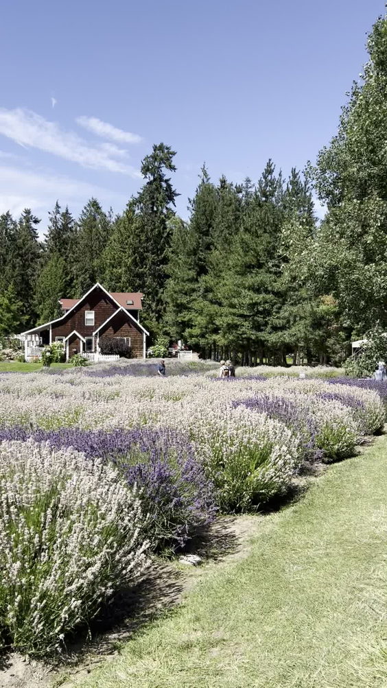 Purple Haze Lavender Gift Shop