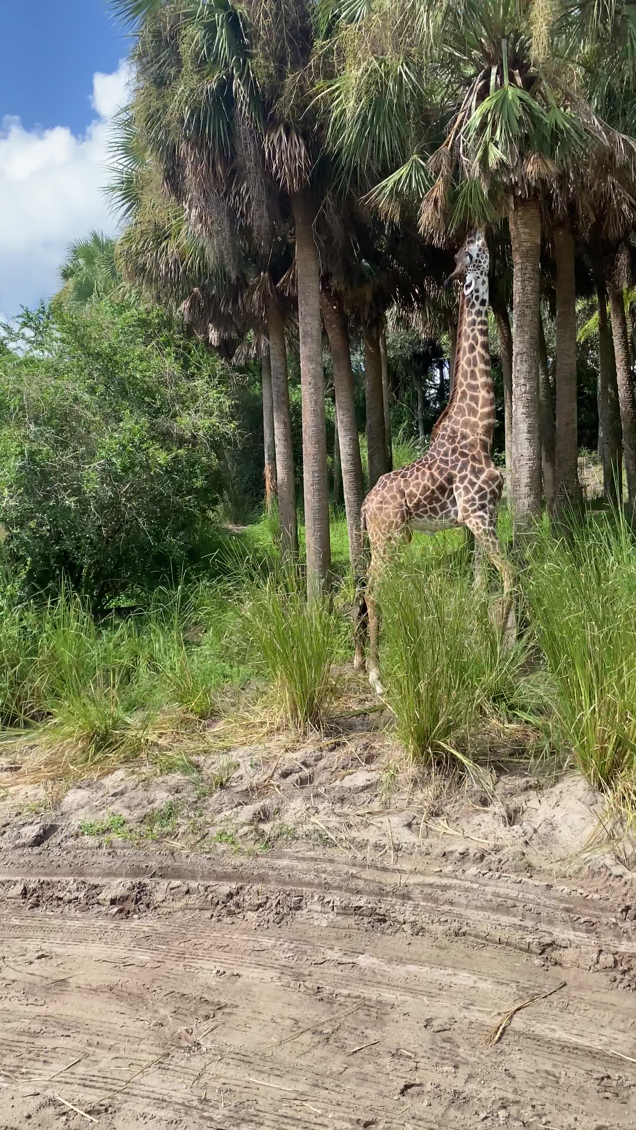 Animal Kingdom Safari Ride