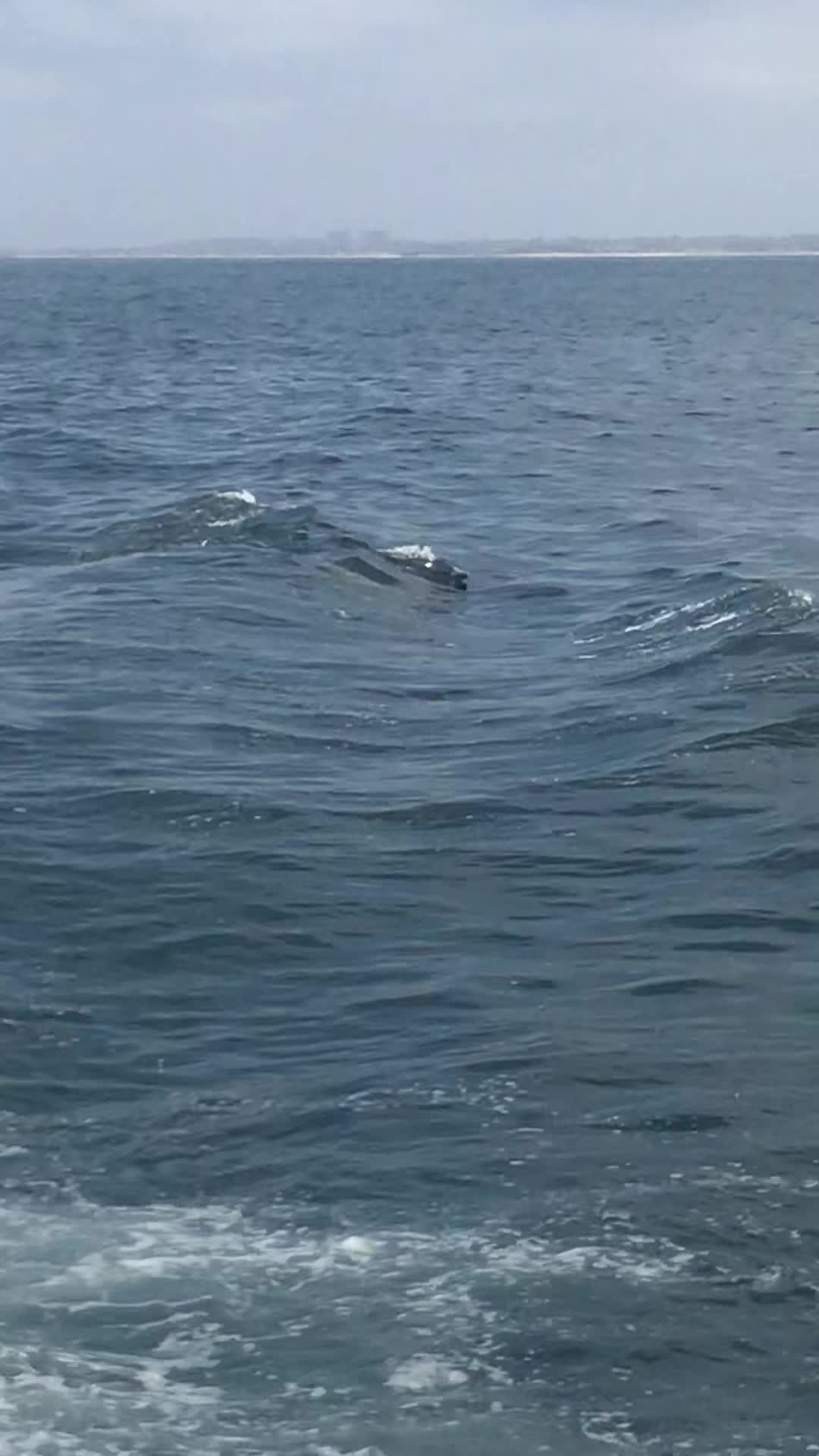 Daveys Locker Whale Watching Huntington Beach