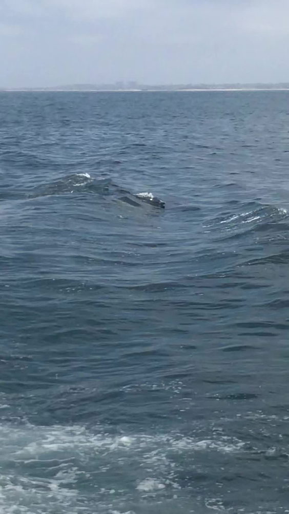 Daveys Locker Whale Watching Huntington Beach