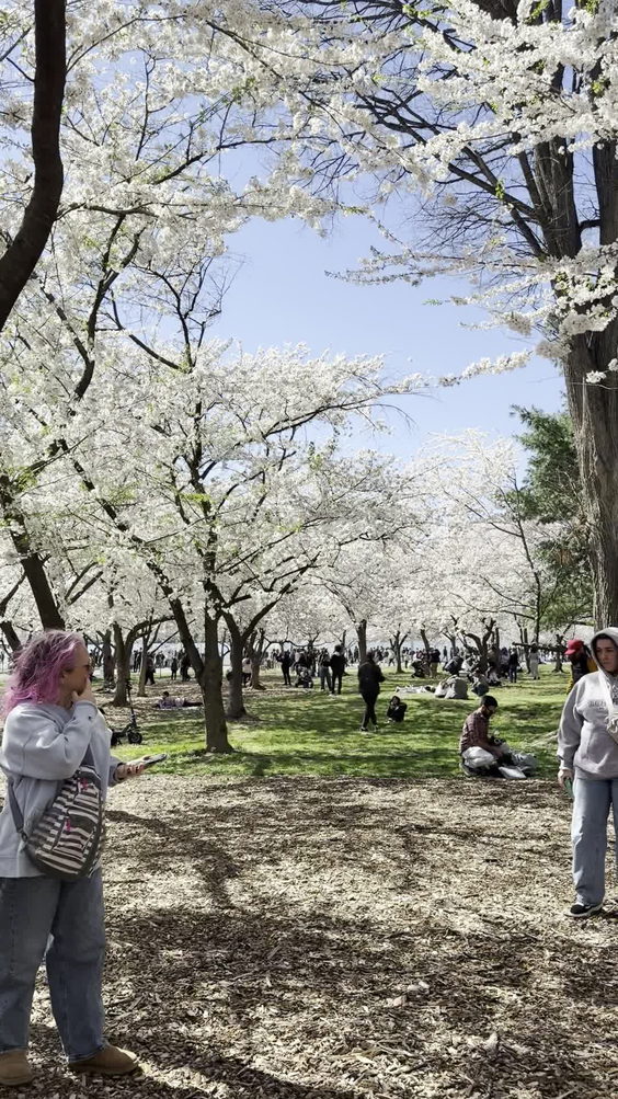 Tidal Basin