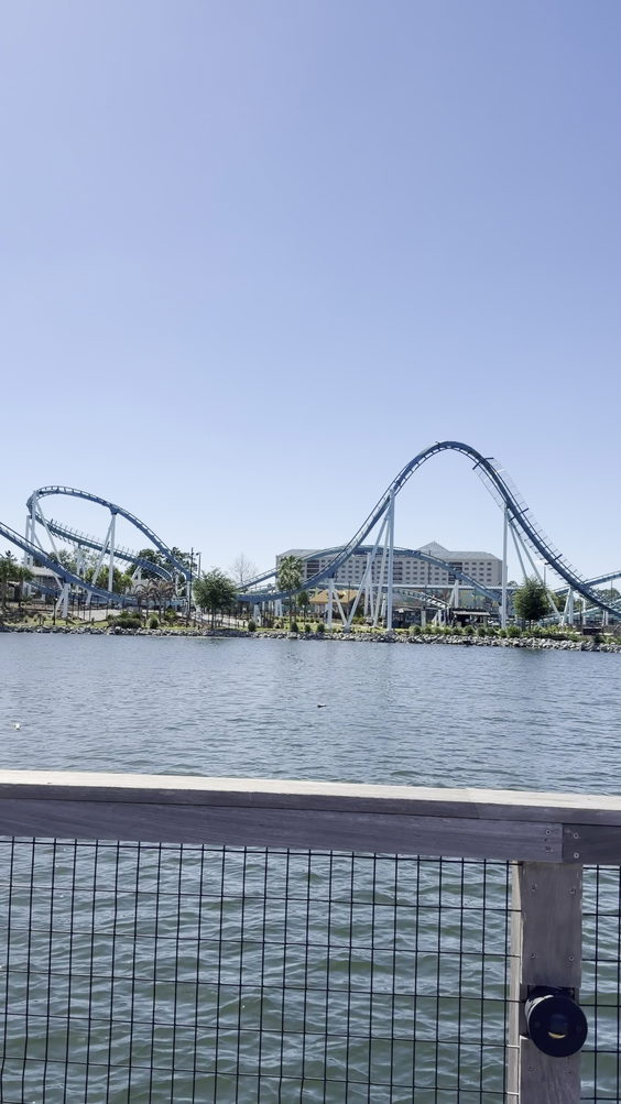 Dolphin Encounter