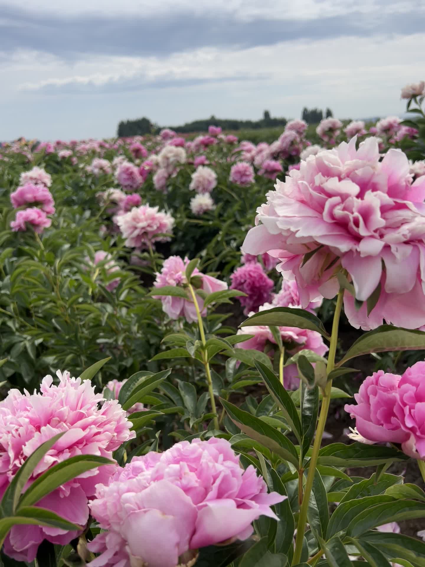 Adelman Peony Gardens