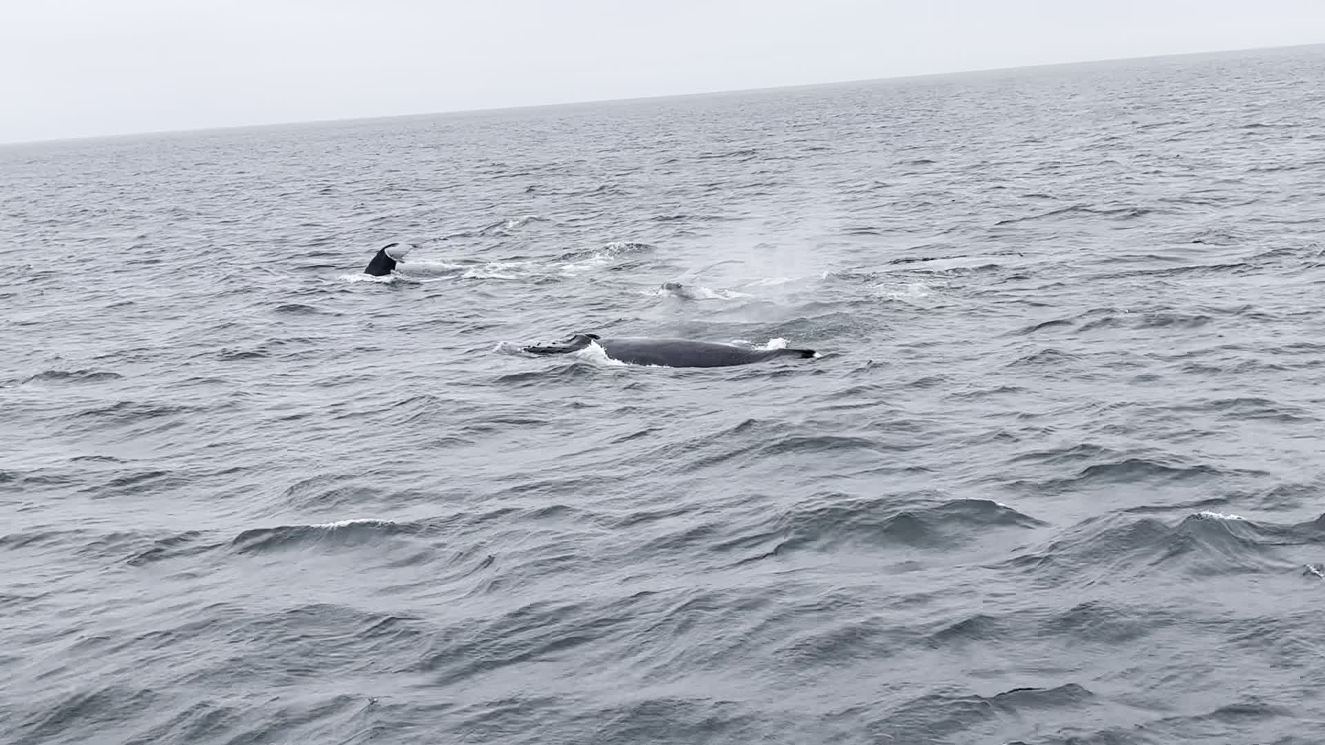 Video review of Provincetown Pier