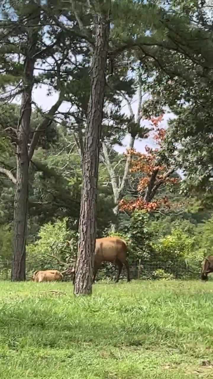 Dogwood Canyon Nature Park