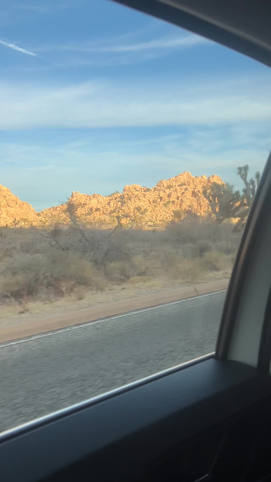 Joshua tree