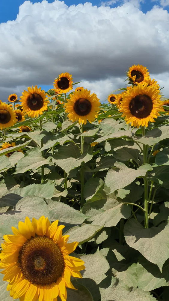 Aloun farms