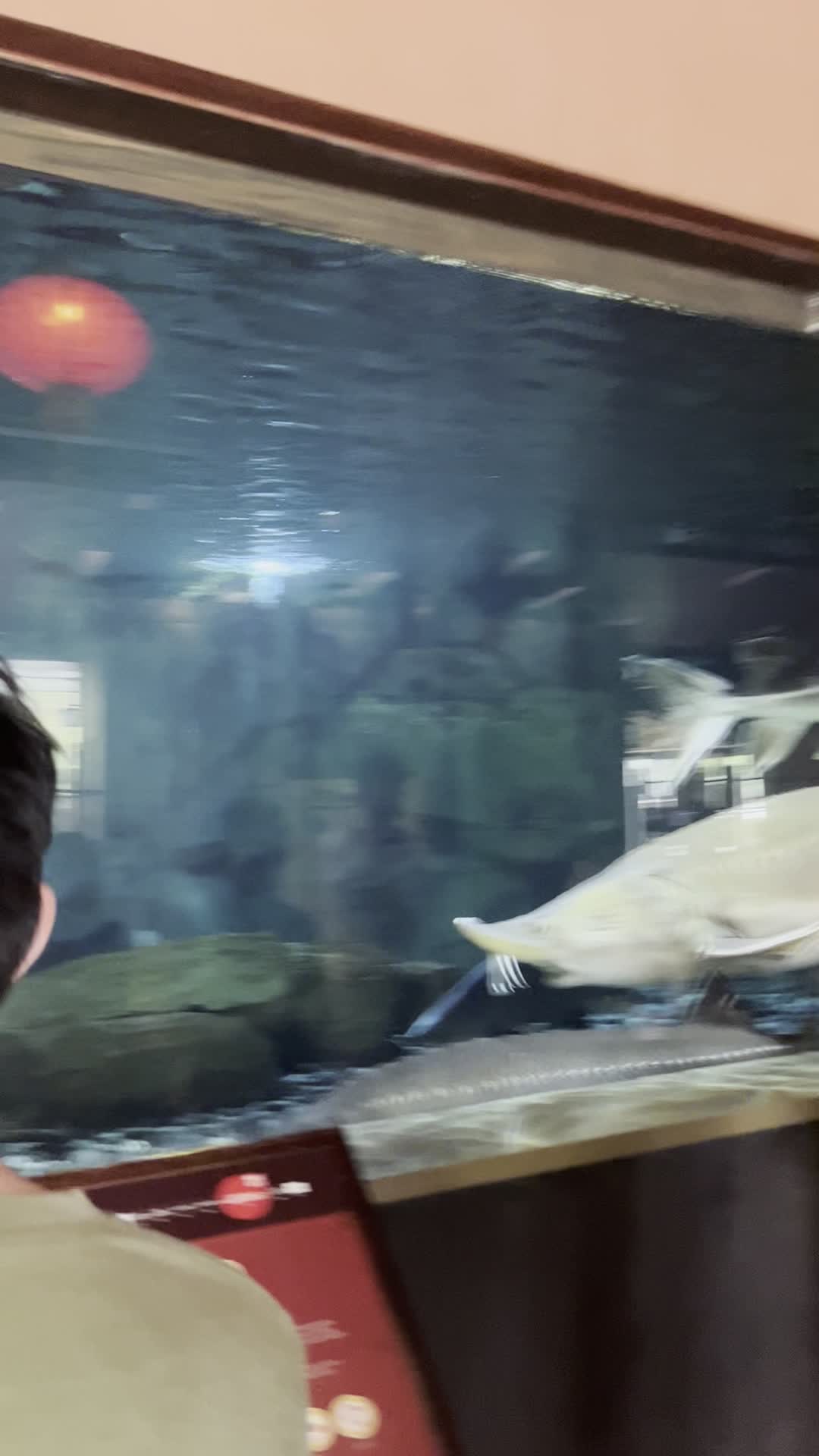 Video review of Giant Panda Forest