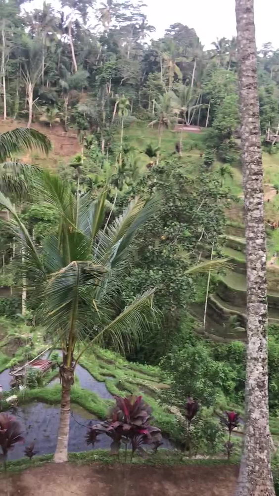 Tegallalang Rice Terraces