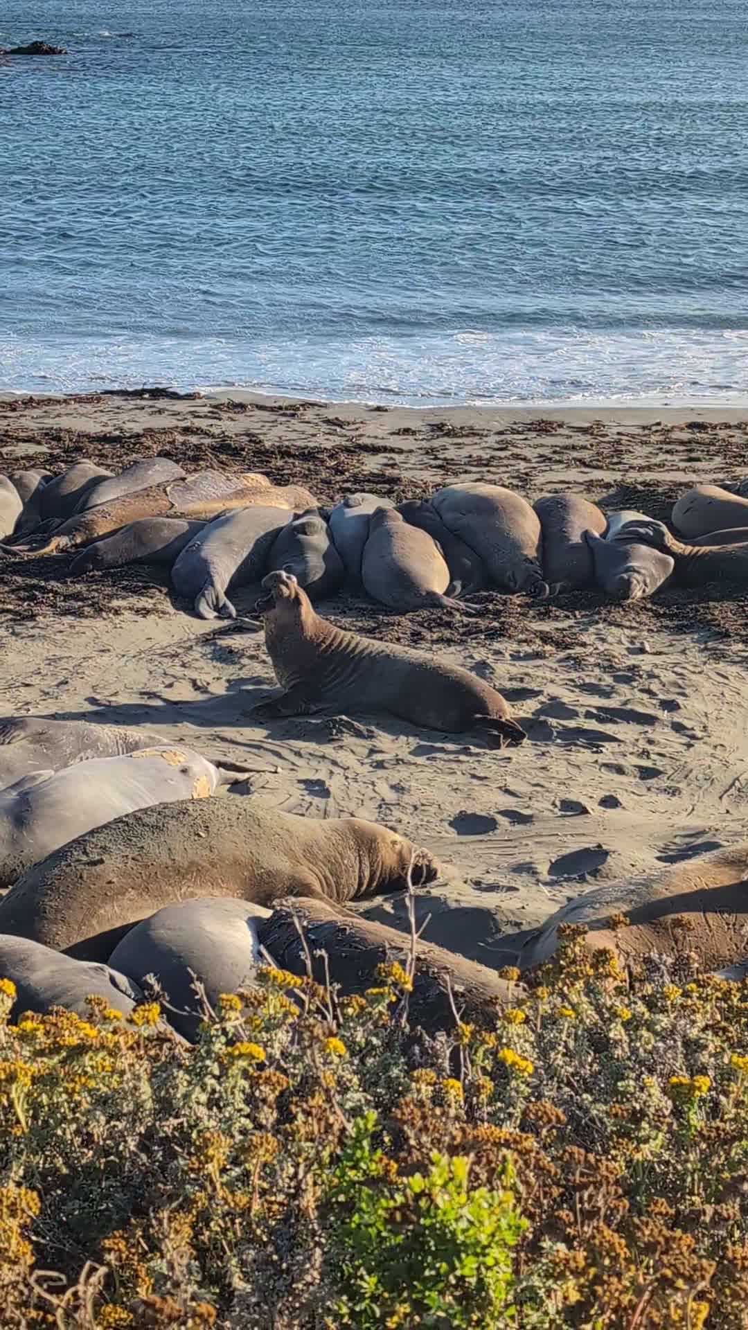 Video review of Piedras Blancas Elephant Seal Rookery