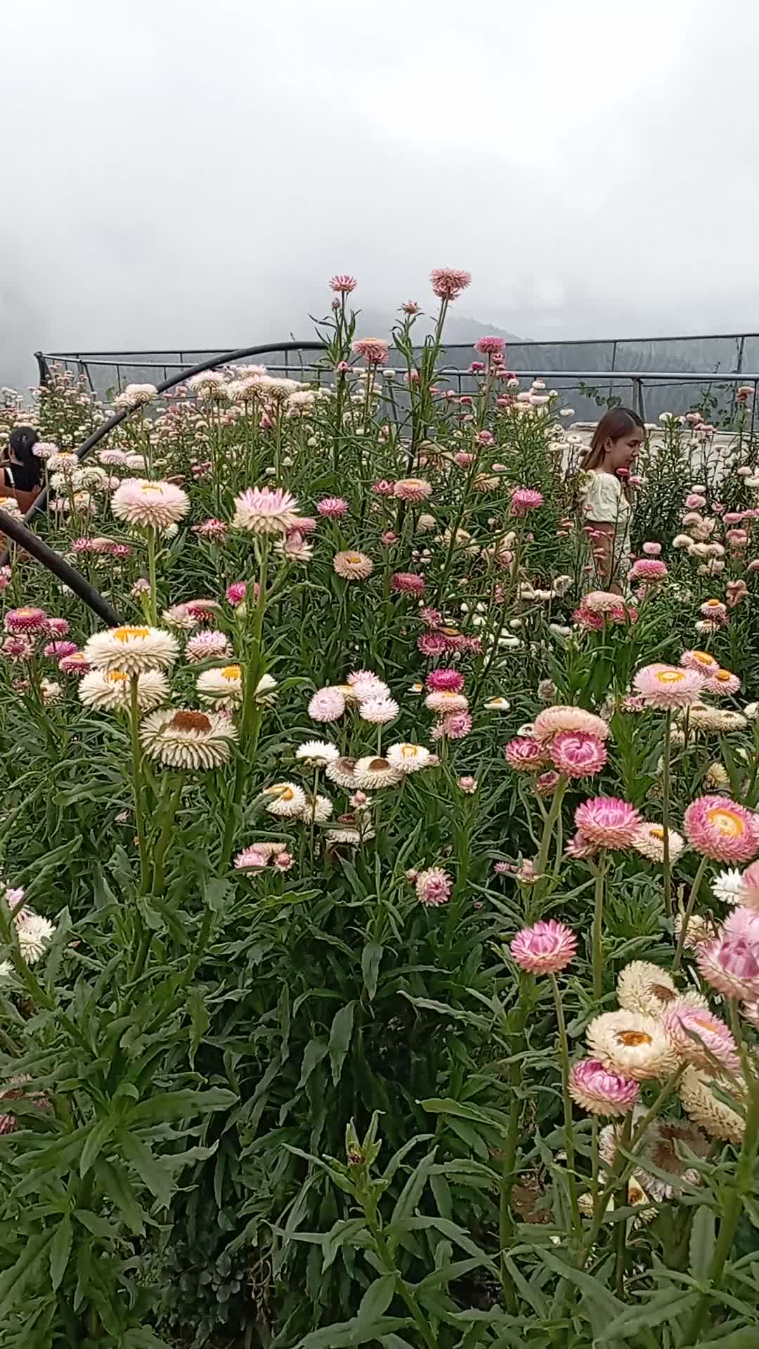 Northern Blossom Flower Farm