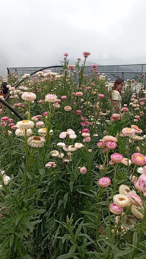 Northern Blossom Flower Farm