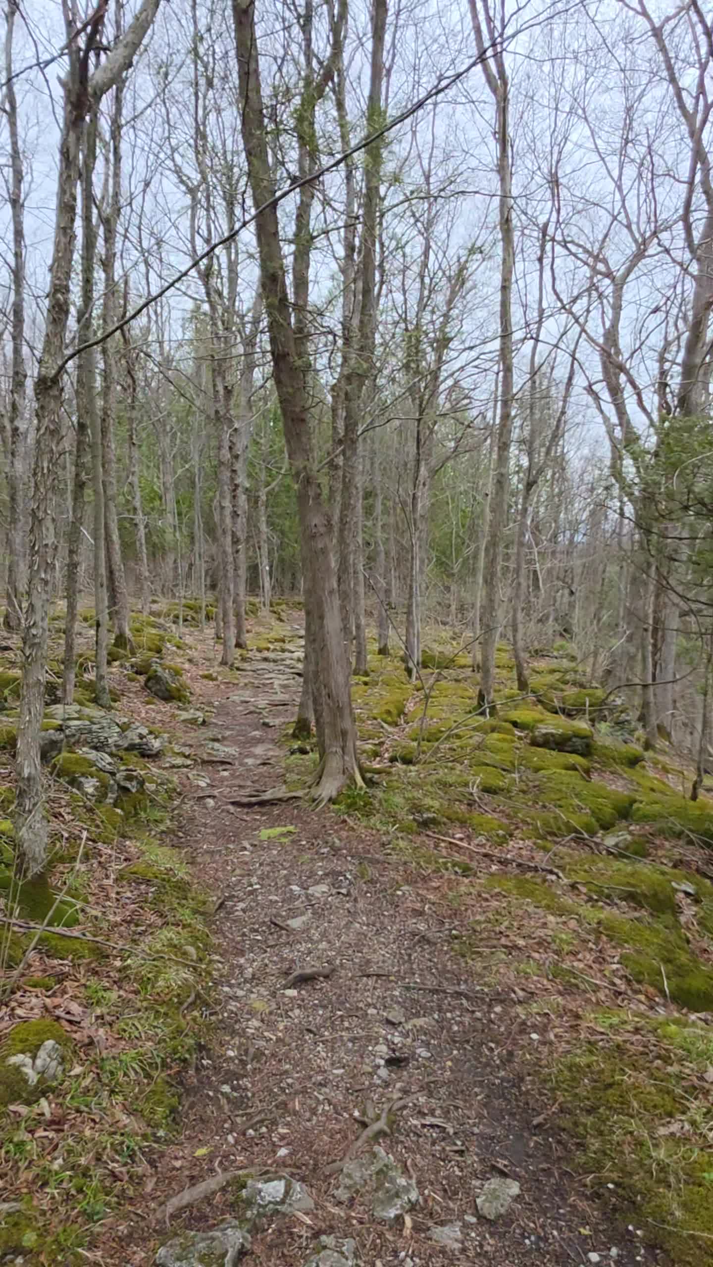 Three Falls Woods