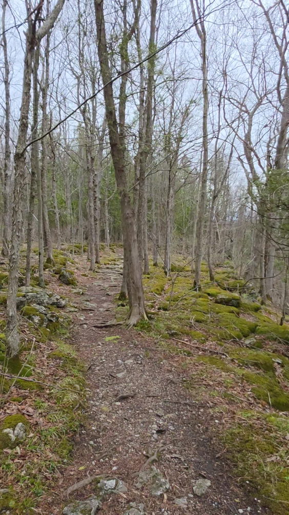 Three Falls Woods