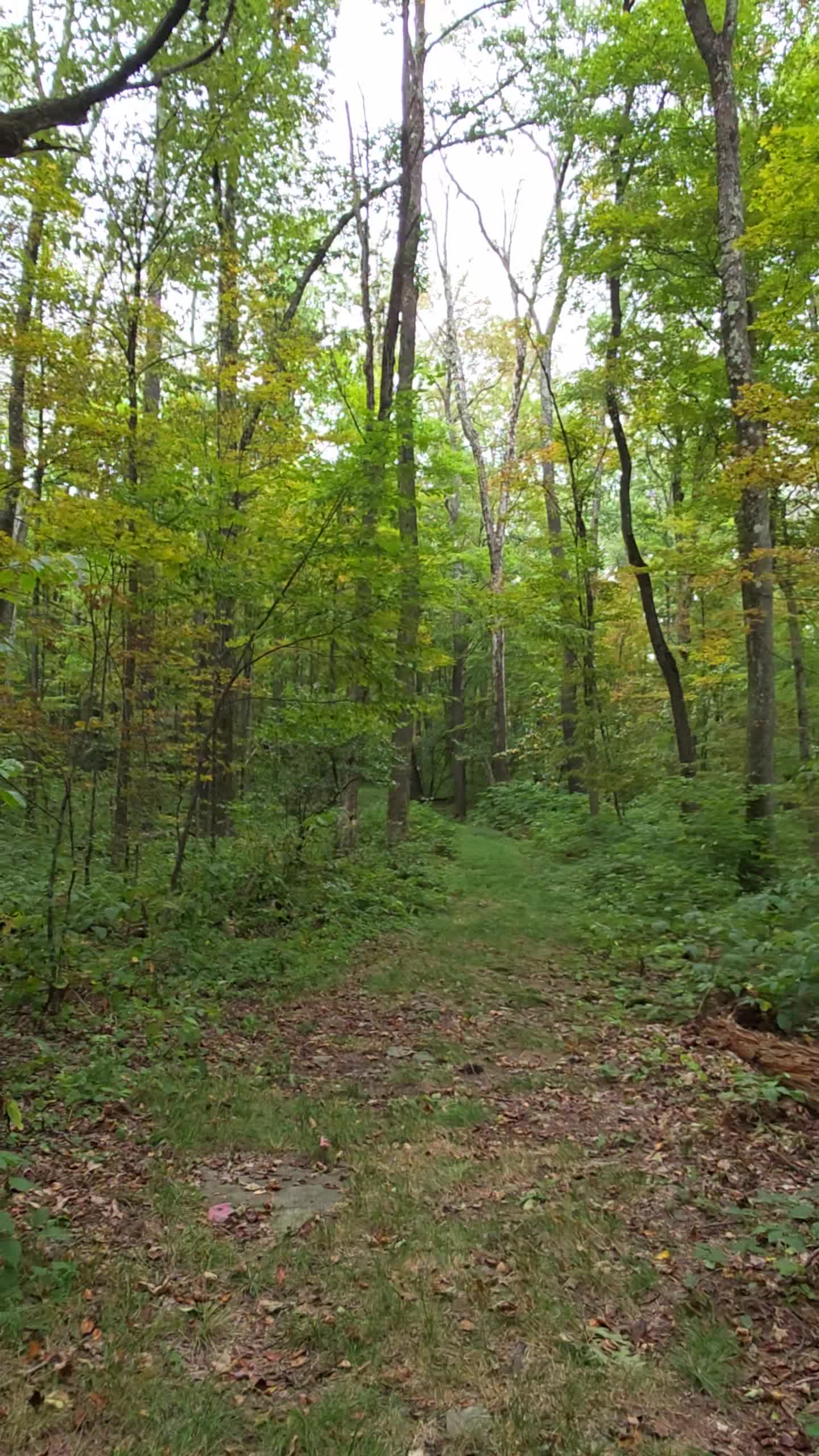Pettus Hill Preserve