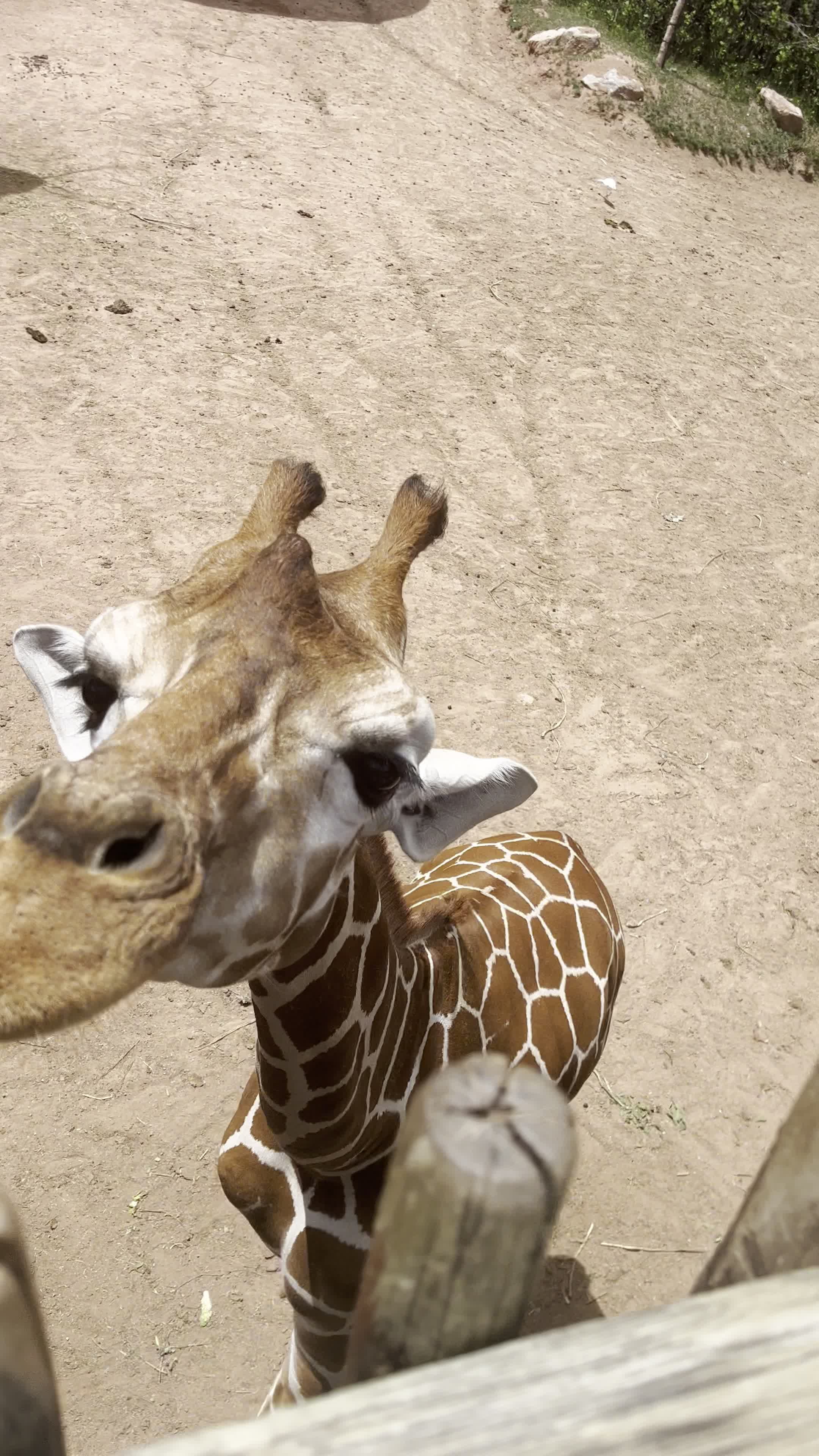 Cheyenne Mountain Zoo Giraffe Exhibit