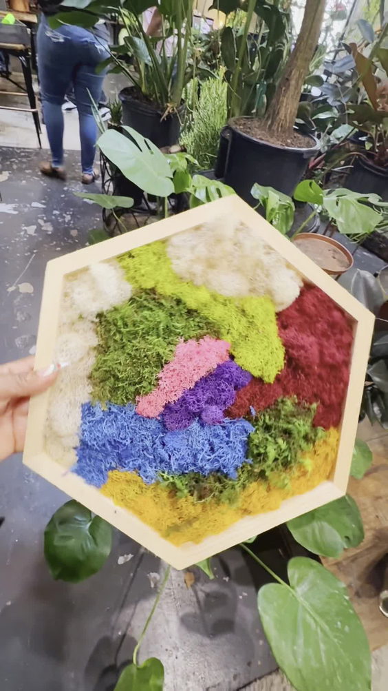 Energy Gardens Terrariums