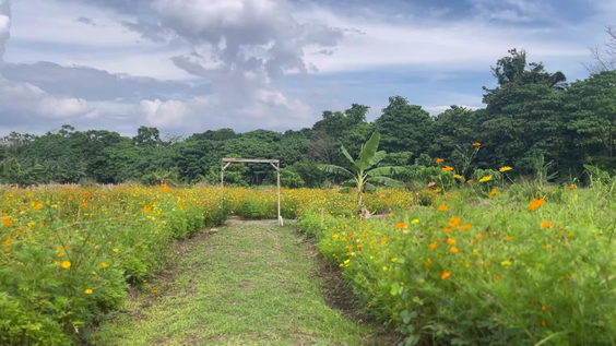 Bukid Amara