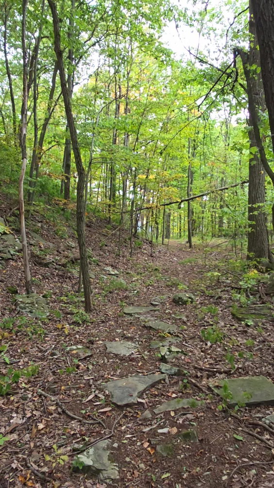 Pettus Hill Preserve